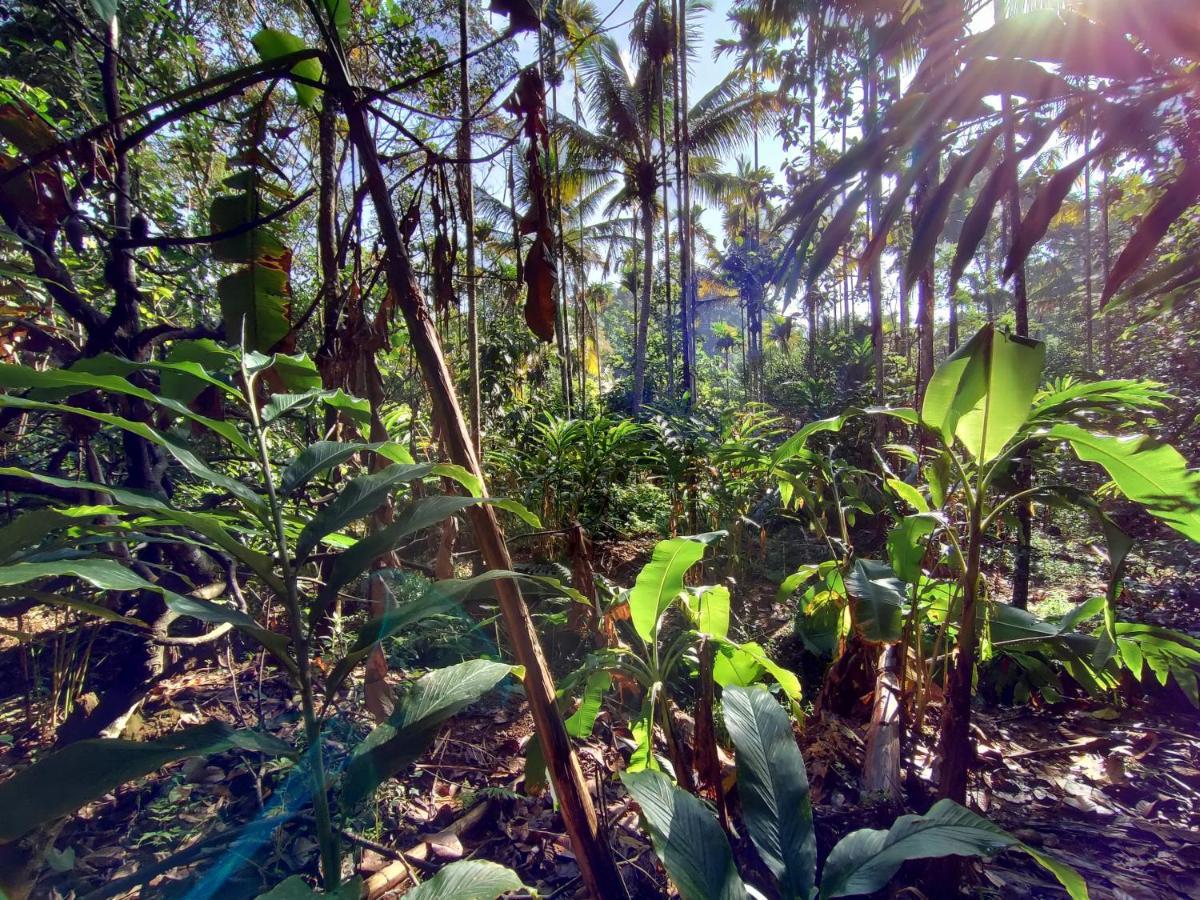 Maliyeckal Homestay Munnar Exteriér fotografie
